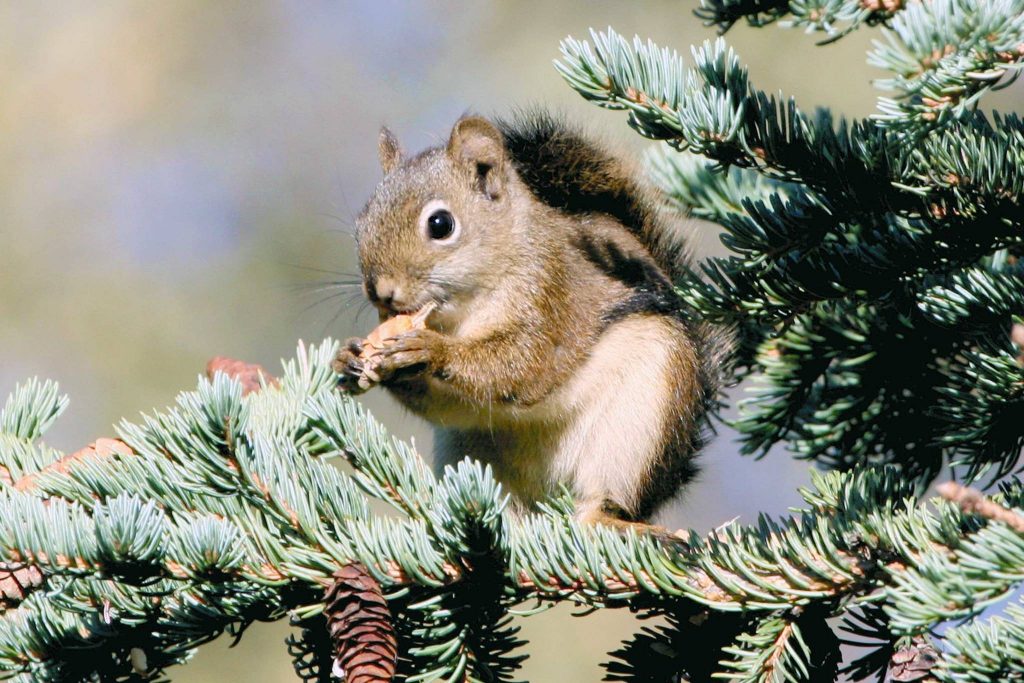 Squirrel Removal