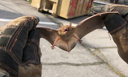 Bat Removal