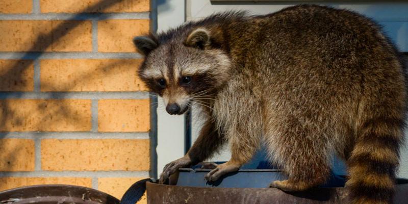 Raccoon Removal Services