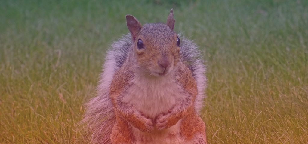 San Antonio Squirrel Removal